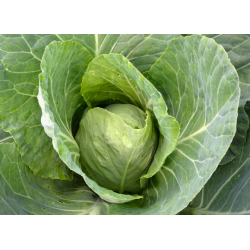 Pointed Cabbage, 1 Head
